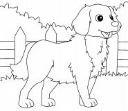 Golden Retriever Dog - coloring page n° 1574